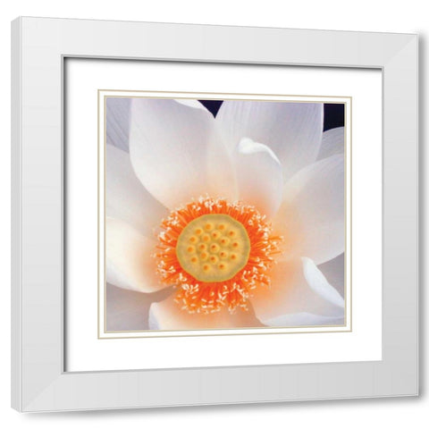 Lotus I White Modern Wood Framed Art Print with Double Matting by Christensen, Jim