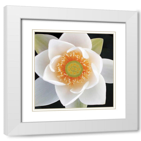 Lotus II White Modern Wood Framed Art Print with Double Matting by Christensen, Jim