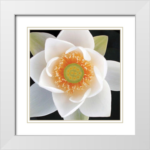 Lotus II White Modern Wood Framed Art Print with Double Matting by Christensen, Jim