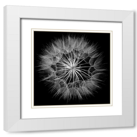 Goats Beard V White Modern Wood Framed Art Print with Double Matting by Christensen, Jim