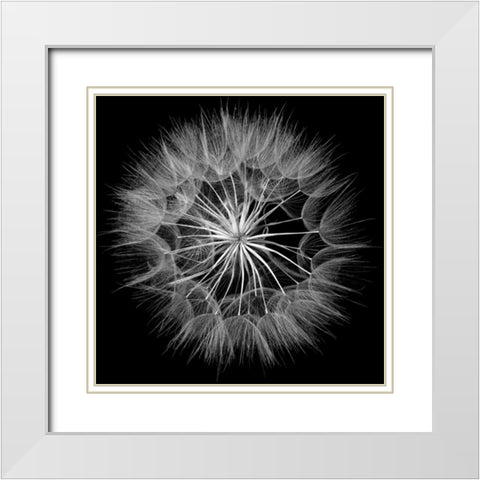 Goats Beard V White Modern Wood Framed Art Print with Double Matting by Christensen, Jim