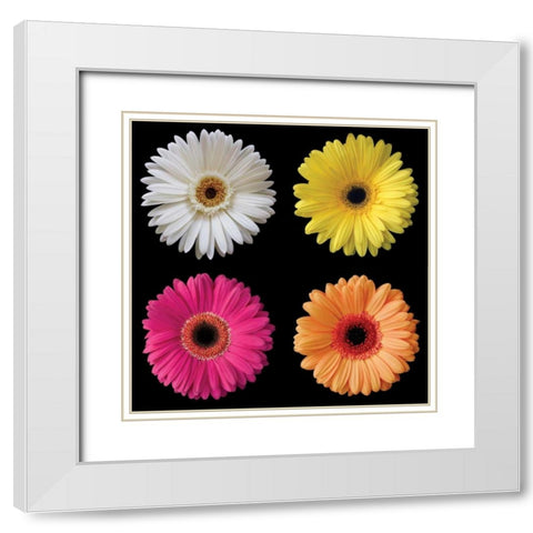 Gerbera Group I White Modern Wood Framed Art Print with Double Matting by Christensen, Jim