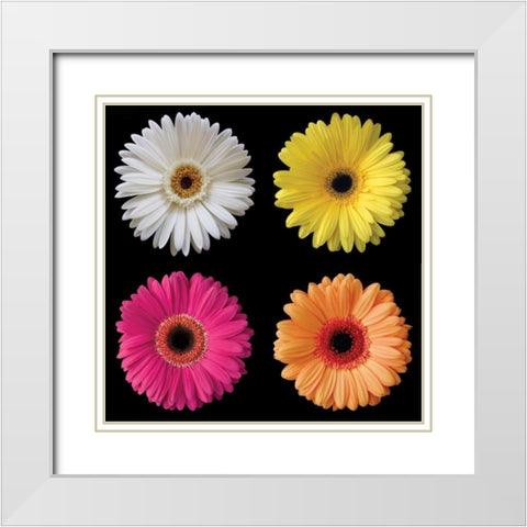 Gerbera Group I White Modern Wood Framed Art Print with Double Matting by Christensen, Jim