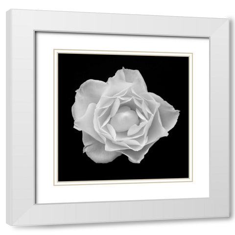 White Rose I White Modern Wood Framed Art Print with Double Matting by Christensen, Jim
