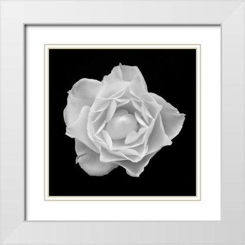 White Rose I White Modern Wood Framed Art Print with Double Matting by Christensen, Jim