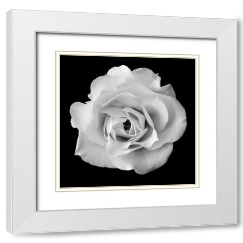 White Rose II White Modern Wood Framed Art Print with Double Matting by Christensen, Jim