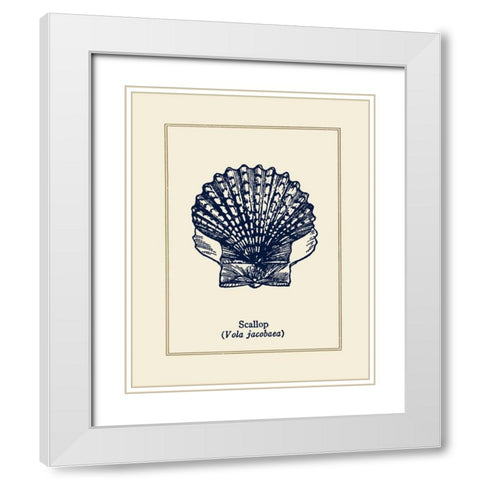 Scallop Shell White Modern Wood Framed Art Print with Double Matting by Gorham, Gregory