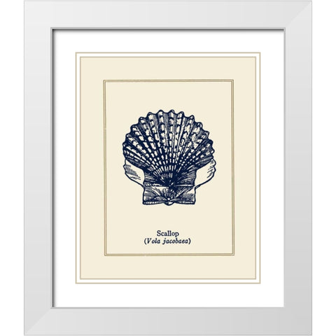 Scallop Shell White Modern Wood Framed Art Print with Double Matting by Gorham, Gregory