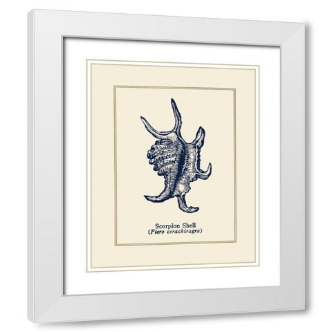 Scorpion Shell White Modern Wood Framed Art Print with Double Matting by Gorham, Gregory