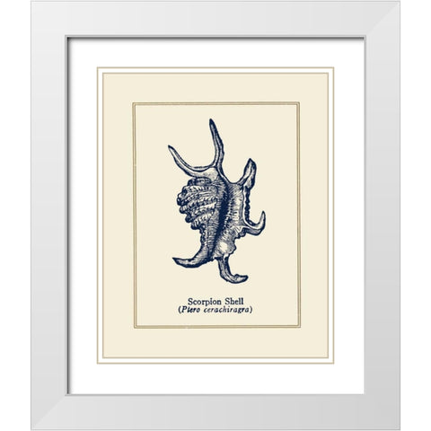 Scorpion Shell White Modern Wood Framed Art Print with Double Matting by Gorham, Gregory