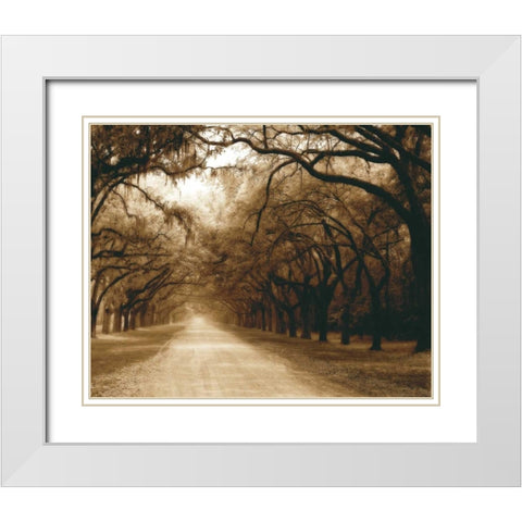 Savannah Oaks I White Modern Wood Framed Art Print with Double Matting by Hausenflock, Alan