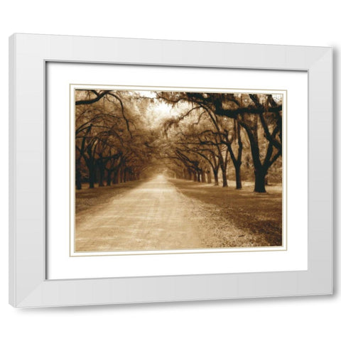 Savannah Oaks II White Modern Wood Framed Art Print with Double Matting by Hausenflock, Alan