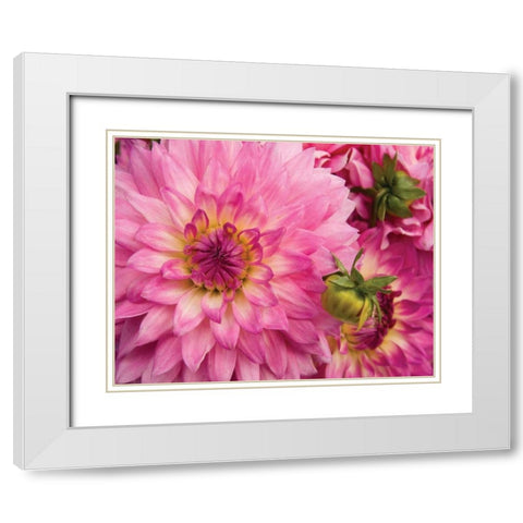 Pink Dahlia White Modern Wood Framed Art Print with Double Matting by Love, Maureen
