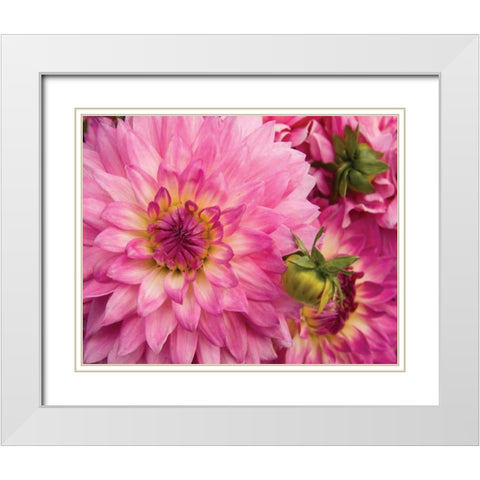 Pink Dahlia White Modern Wood Framed Art Print with Double Matting by Love, Maureen
