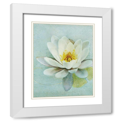 Pond Lily White Modern Wood Framed Art Print with Double Matting by Melious, Amy