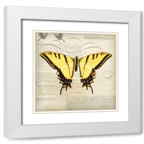 Butterflies Script V White Modern Wood Framed Art Print with Double Matting by Melious, Amy