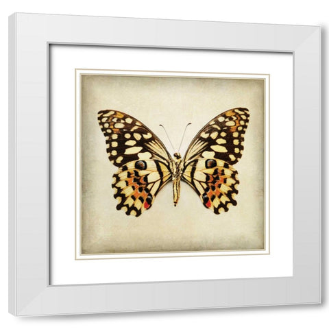 Butterfly 6 White Modern Wood Framed Art Print with Double Matting by Melious, Amy