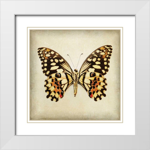 Butterfly 6 White Modern Wood Framed Art Print with Double Matting by Melious, Amy
