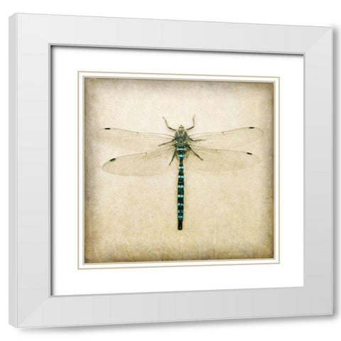 Dragonfly I White Modern Wood Framed Art Print with Double Matting by Melious, Amy