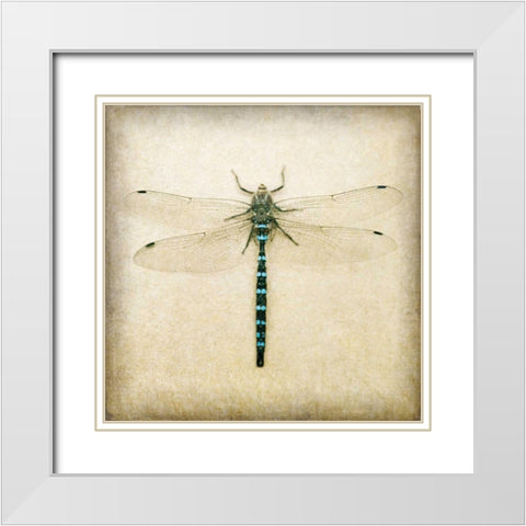 Dragonfly I White Modern Wood Framed Art Print with Double Matting by Melious, Amy