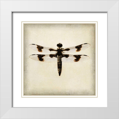 Dragonfly II White Modern Wood Framed Art Print with Double Matting by Melious, Amy