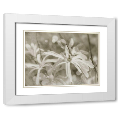 Star Magnolias I White Modern Wood Framed Art Print with Double Matting by Melious, Amy