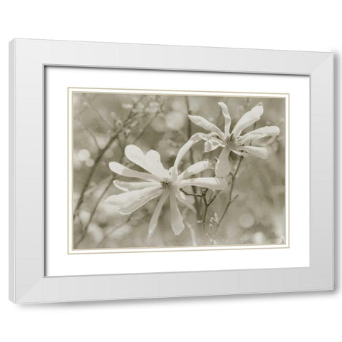 Star Magnolias II White Modern Wood Framed Art Print with Double Matting by Melious, Amy