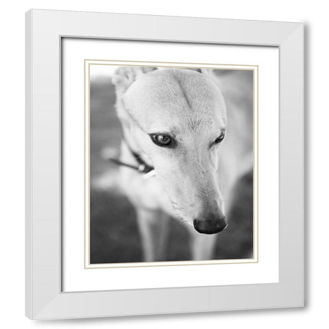 Greyhound Black and White White Modern Wood Framed Art Print with Double Matting by Millet, Karyn