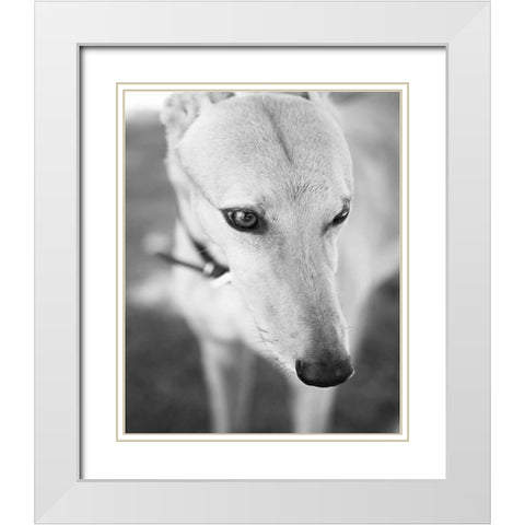Greyhound Black and White White Modern Wood Framed Art Print with Double Matting by Millet, Karyn