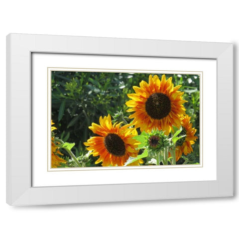 Summer Sunflowers I White Modern Wood Framed Art Print with Double Matting by Williams, Alex