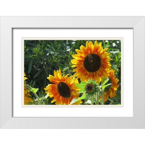 Summer Sunflowers I White Modern Wood Framed Art Print with Double Matting by Williams, Alex