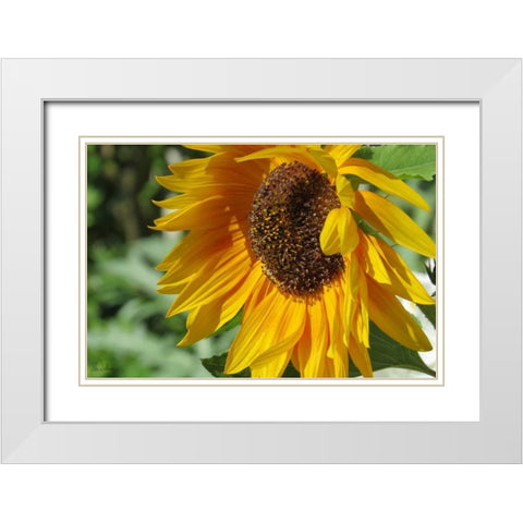 Summer Sunflowers II White Modern Wood Framed Art Print with Double Matting by Williams, Alex