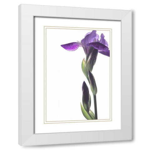 Purple Iris I White Modern Wood Framed Art Print with Double Matting by Burkhart, Monika