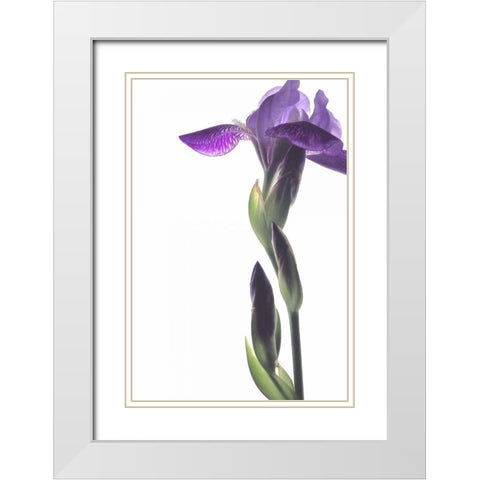 Purple Iris I White Modern Wood Framed Art Print with Double Matting by Burkhart, Monika