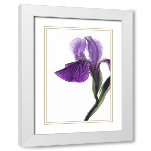 Purple Iris II White Modern Wood Framed Art Print with Double Matting by Burkhart, Monika