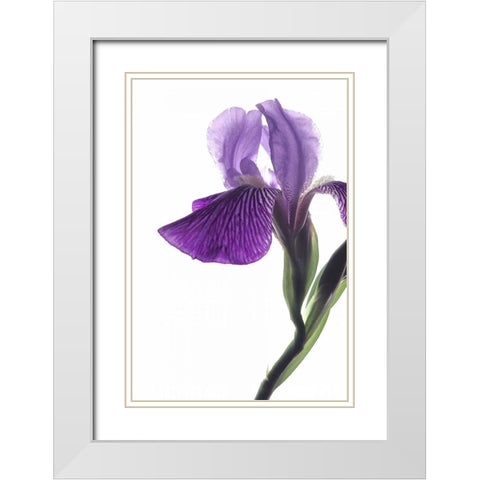 Purple Iris II White Modern Wood Framed Art Print with Double Matting by Burkhart, Monika