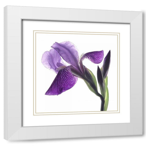 Purple Iris III White Modern Wood Framed Art Print with Double Matting by Burkhart, Monika