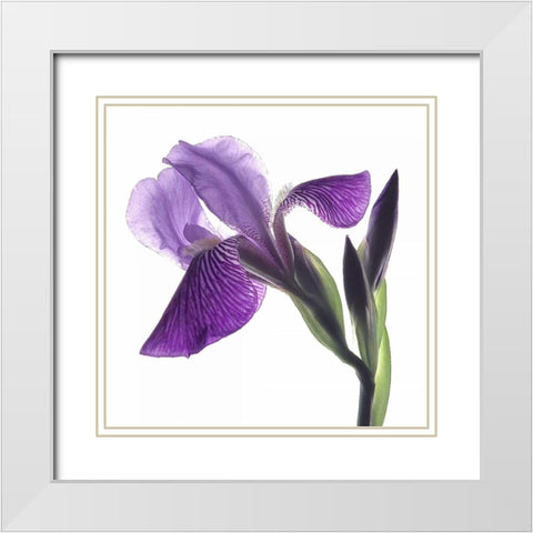Purple Iris III White Modern Wood Framed Art Print with Double Matting by Burkhart, Monika
