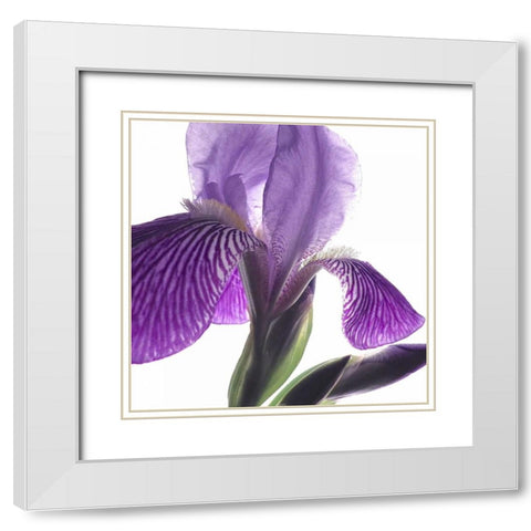 Purple Iris IV White Modern Wood Framed Art Print with Double Matting by Burkhart, Monika