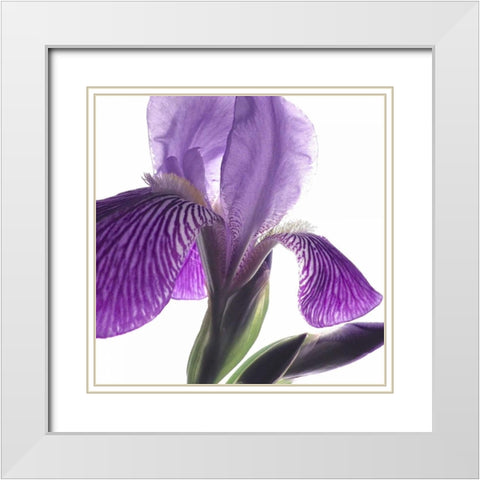 Purple Iris IV White Modern Wood Framed Art Print with Double Matting by Burkhart, Monika