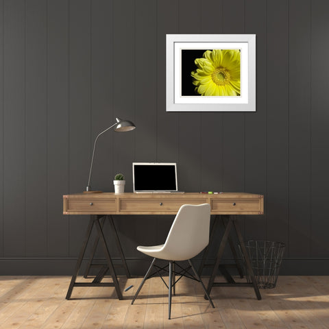Yellow Daisy White Modern Wood Framed Art Print with Double Matting by Burkhart, Monika