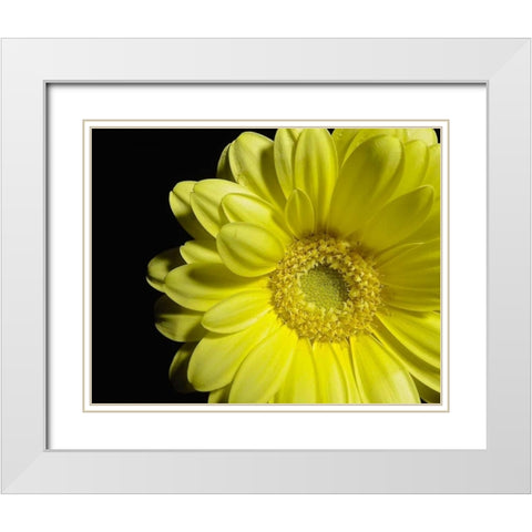 Yellow Daisy White Modern Wood Framed Art Print with Double Matting by Burkhart, Monika
