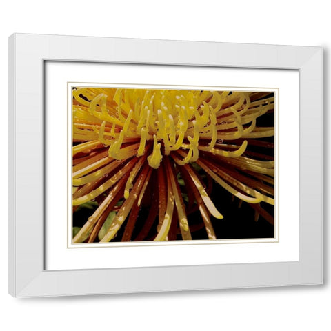 Sun Dance I White Modern Wood Framed Art Print with Double Matting by Burkhart, Monika