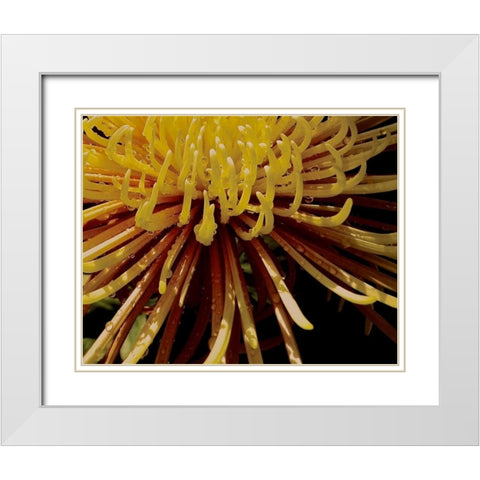 Sun Dance I White Modern Wood Framed Art Print with Double Matting by Burkhart, Monika