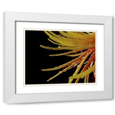 Sun Dance II White Modern Wood Framed Art Print with Double Matting by Burkhart, Monika