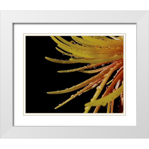 Sun Dance II White Modern Wood Framed Art Print with Double Matting by Burkhart, Monika