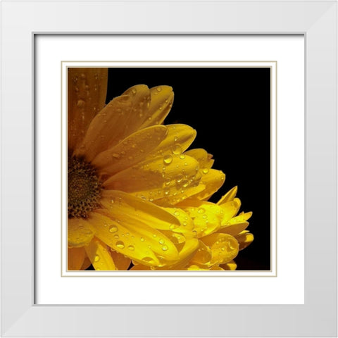 Sun Sparkled I White Modern Wood Framed Art Print with Double Matting by Burkhart, Monika