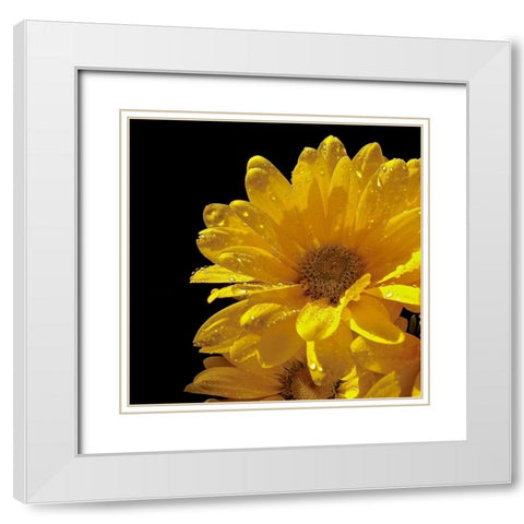 Sun Sparkled II White Modern Wood Framed Art Print with Double Matting by Burkhart, Monika