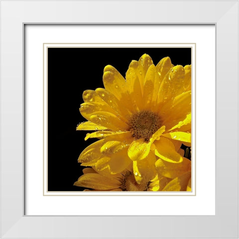 Sun Sparkled II White Modern Wood Framed Art Print with Double Matting by Burkhart, Monika