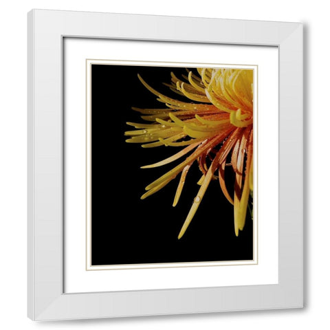 Sun Dance III White Modern Wood Framed Art Print with Double Matting by Burkhart, Monika